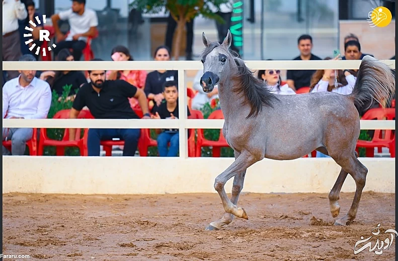 (تصاویر) نمایش اسبهای اصیل عرب در کردستان عراق